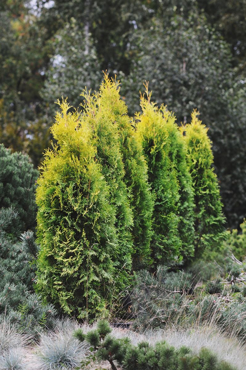 thuya occidental 'Golden Rocket' - photographie