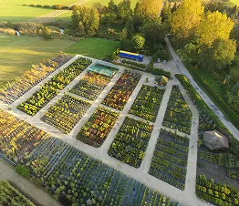 plantation de jeunes épicéas et pins