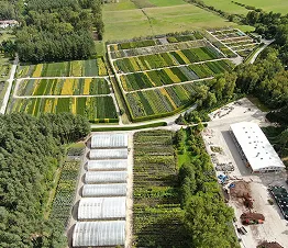 arbustes d'ornement régulièrement taillés dans la pépinière