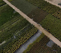 arbres d'alignement aux troncs droits prêts pour plantation